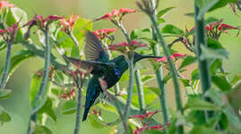 Colibri falle-vert