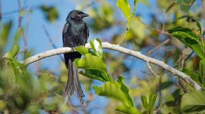 Drongo de Mayotte