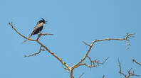 Drongo malgache