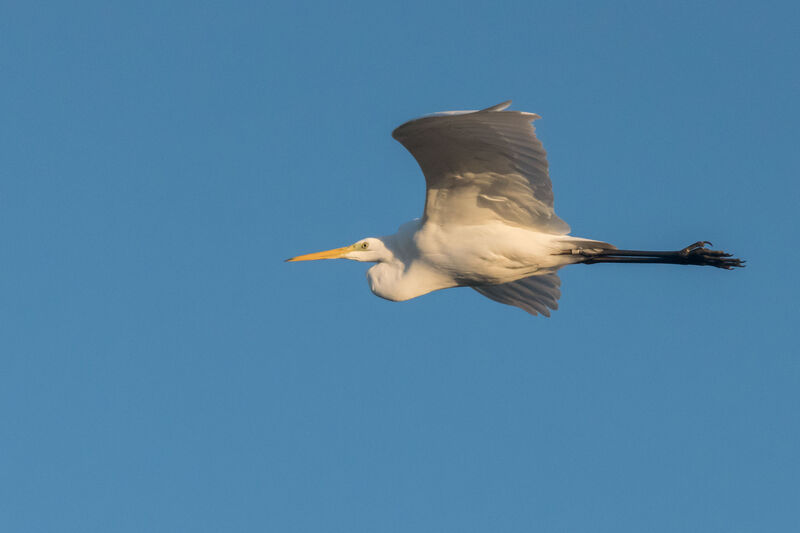 Grande Aigrette