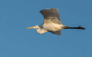 Grande Aigrette