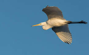 Grande Aigrette