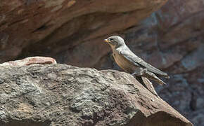 Eurasian Crag Martin