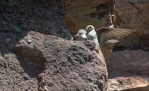 Eurasian Crag Martin