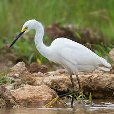 Aigrette neigeuse