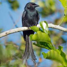 Drongo de Mayotte