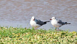 Mouette à tête grise