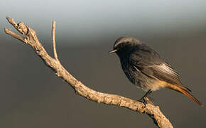 Black Redstart