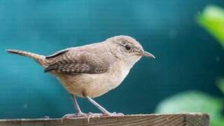 Southern House Wren