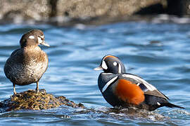 Harlequin Duck