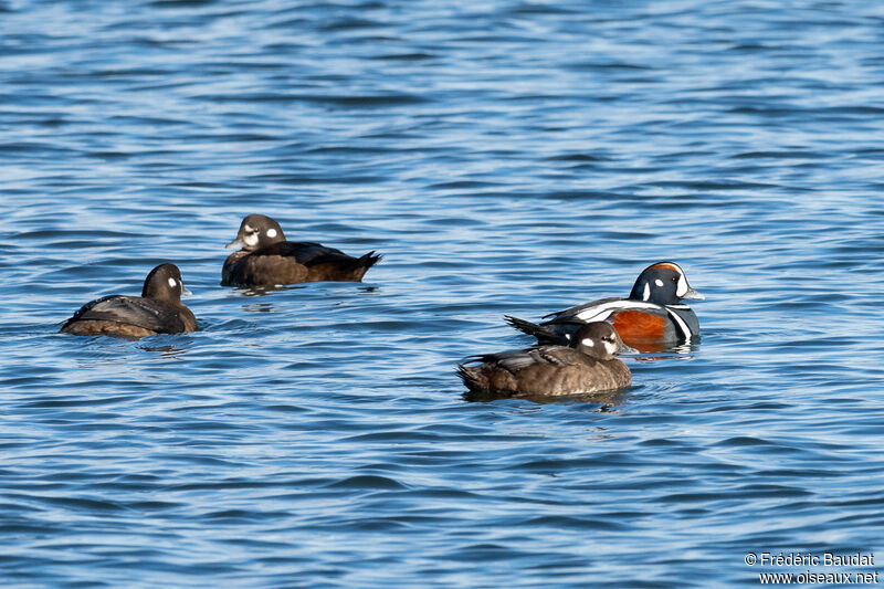 Harlequin Duckadult breeding, swimming