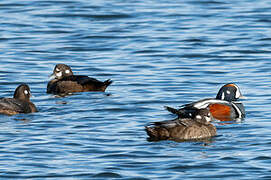 Harlequin Duck