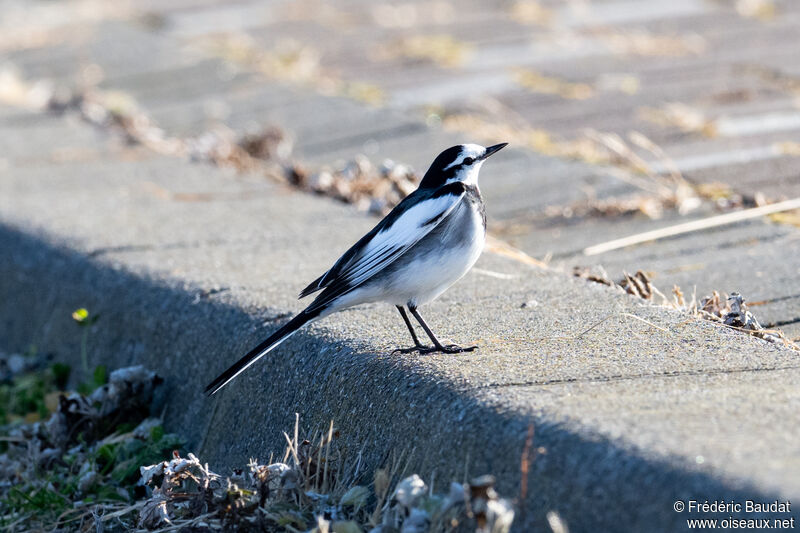 White Wagtail (lugens) male adult post breeding