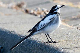 White Wagtail (lugens)