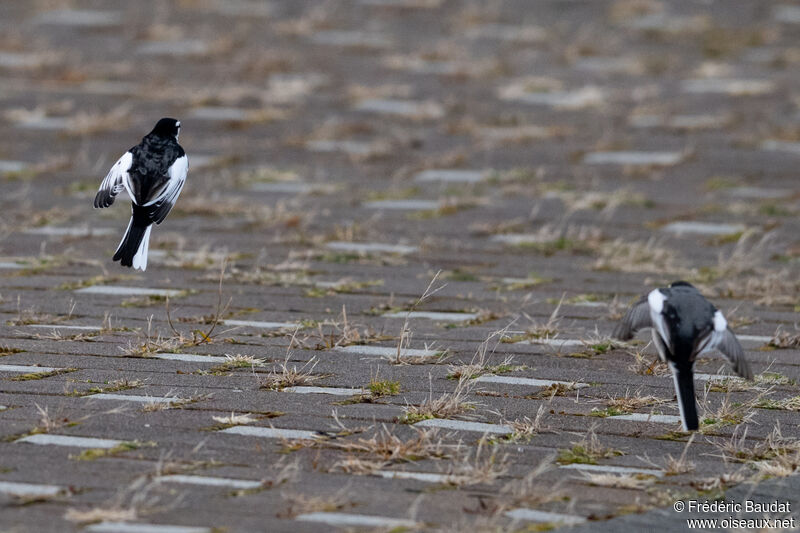 White Wagtail (lugens)adult post breeding, Flight