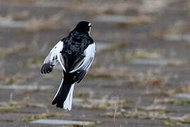 White Wagtail (lugens)