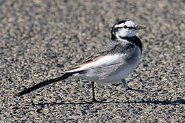 White Wagtail (lugens)