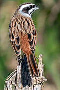 Meadow Bunting