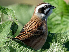 Meadow Bunting