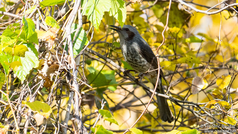 Brown-eared Bulbul