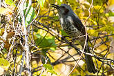 Bulbul à oreillons bruns