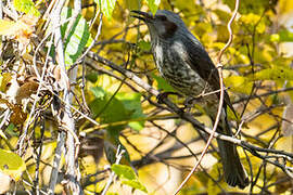 Brown-eared Bulbul