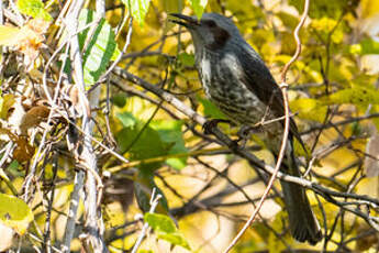 Bulbul à oreillons bruns