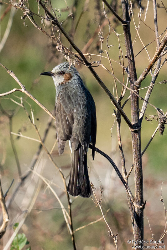 Bulbul à oreillons bruns