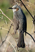 Brown-eared Bulbul