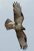 Eastern Buzzard