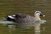 Canard à bec tacheté