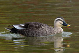 Eastern Spot-billed Duck