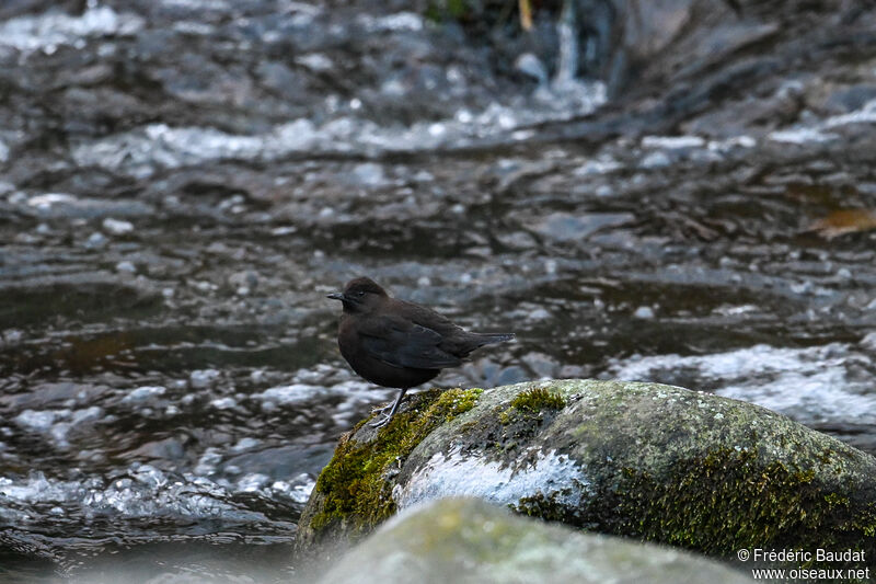 Brown Dipperadult