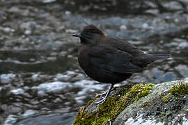 Brown Dipper