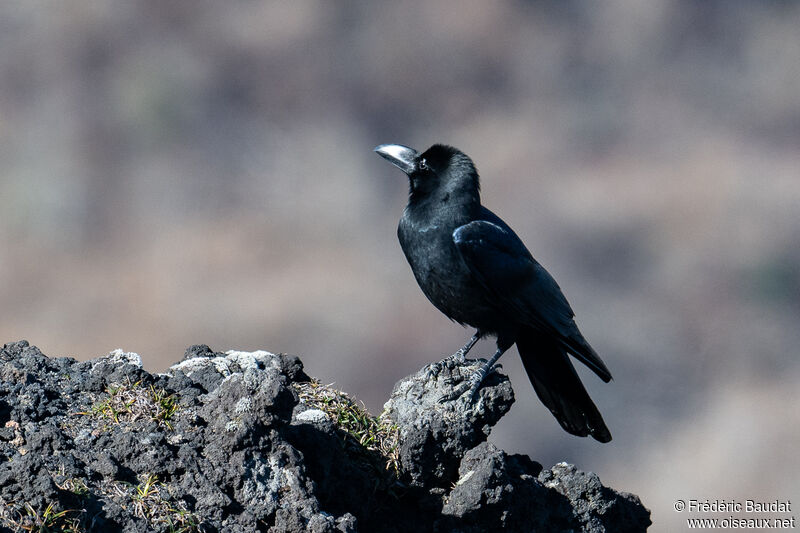 Corbeau à gros becadulte