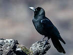 Corbeau à gros bec