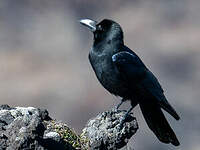 Corbeau à gros bec