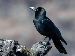 Large-billed Crow