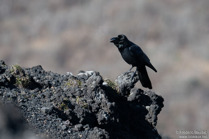 Large-billed Crowadult