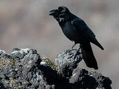 Corbeau à gros bec