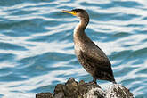 Cormoran de Temminck