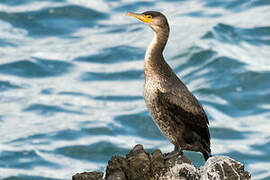 Cormoran de Temminck