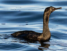 Pelagic Cormorant