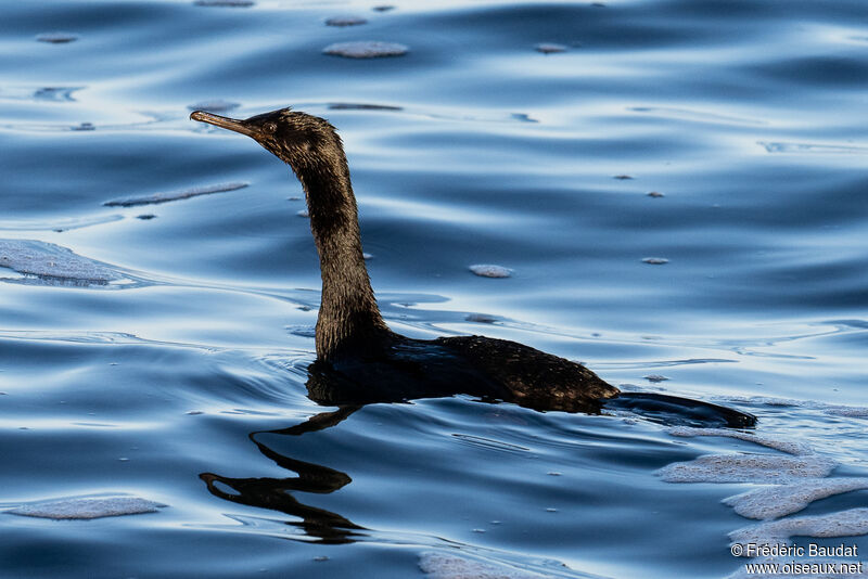 Pelagic CormorantFirst year, swimming