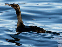 Pelagic Cormorant