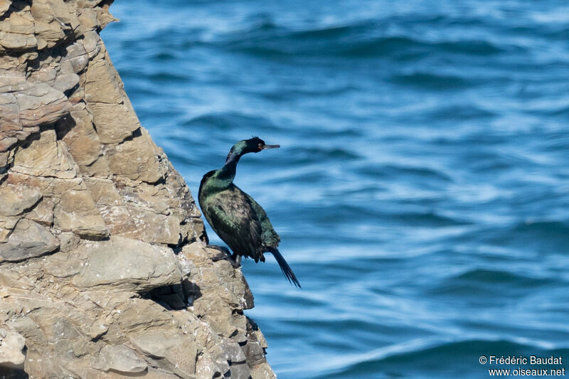 Pelagic Cormorantadult post breeding