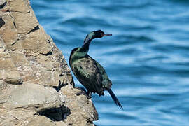 Pelagic Cormorant