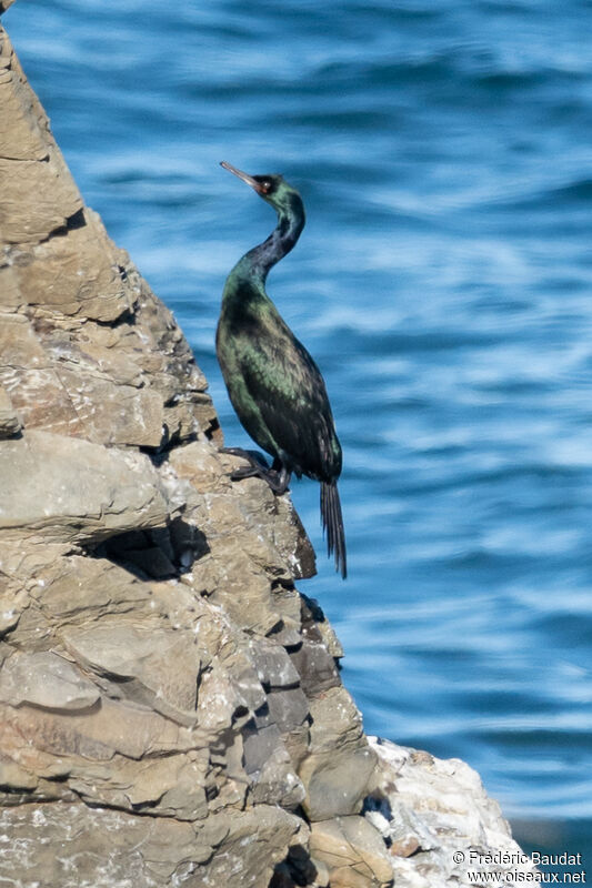 Pelagic Cormorantadult post breeding