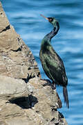 Pelagic Cormorant