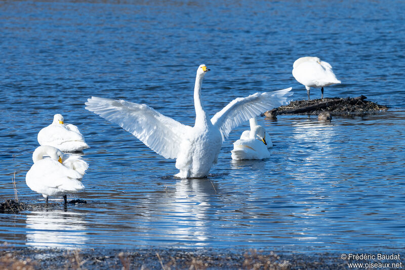 Whooper Swanadult